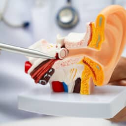 Doctor holding human ear model to learn and treat hearing loss in patient.