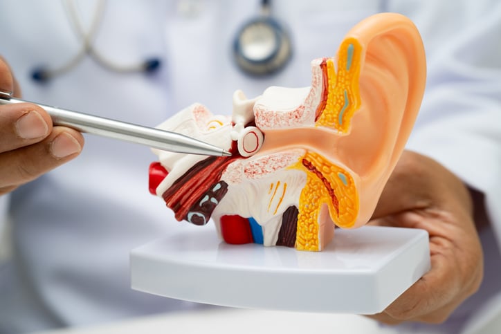 Doctor holding human ear model to learn and treat hearing loss in patient.